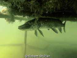 wraysbury dive centre by Robert St Pier 